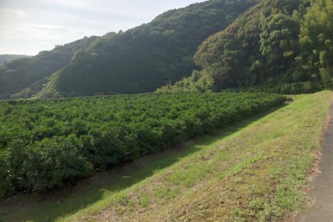 未来の園地